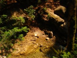 2013-07-20_Regina-F-Rau_Kochel-Rabenkopf (114).JPG